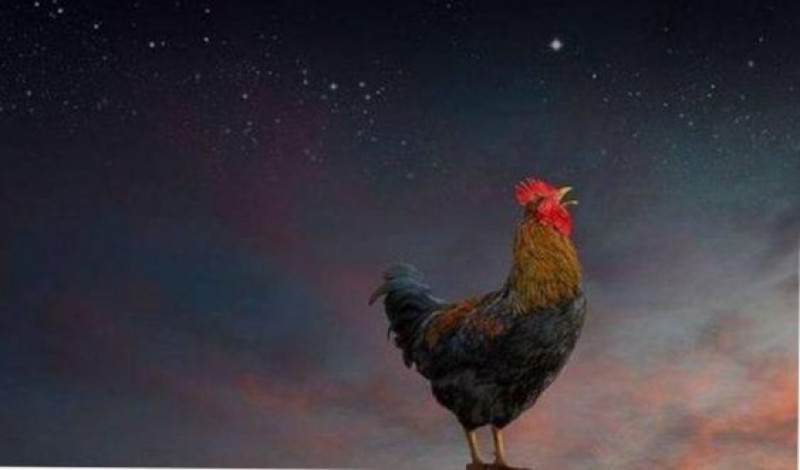 Berdoa Ketika Ayam Berkokok di Malam Hari: Makna Spiritual Dan Kaitannya Dengan Kehidupan Sehari-hari