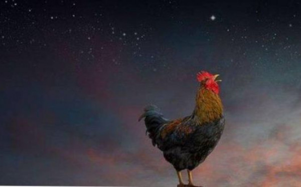 Berdoa Ketika Ayam Berkokok di Malam Hari: Makna Spiritual Dan Kaitannya Dengan Kehidupan Sehari-hari